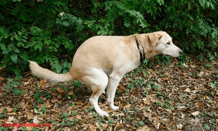 Dogs Pooping In Beautiful Places 2024