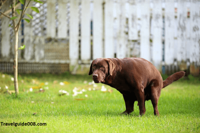 Dogs Pooping In Beautiful Places 2024
