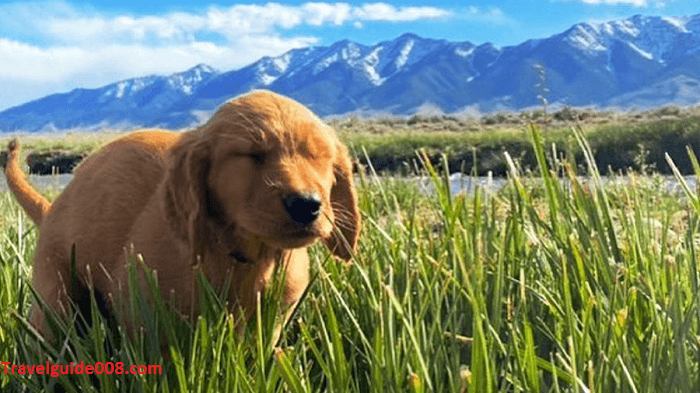 Dogs Pooping In Beautiful Places 2024