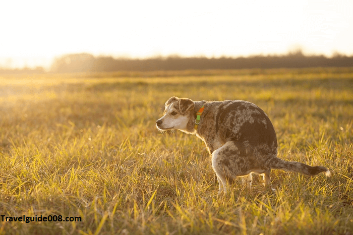 Dogs Pooping In Beautiful Places 2024